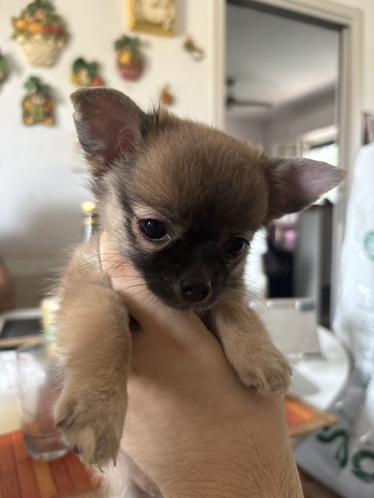 Chihuahua pelo lungo