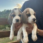 Cuccioli di Beagle