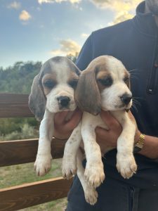 Cuccioli di Beagle