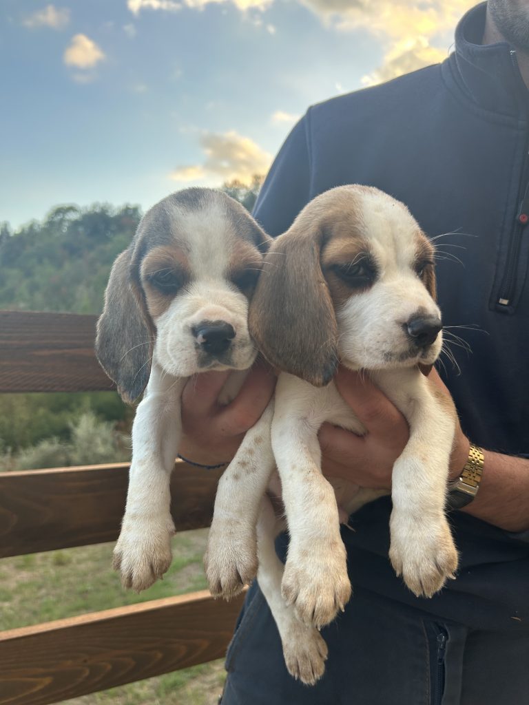 Cuccioli di Beagle