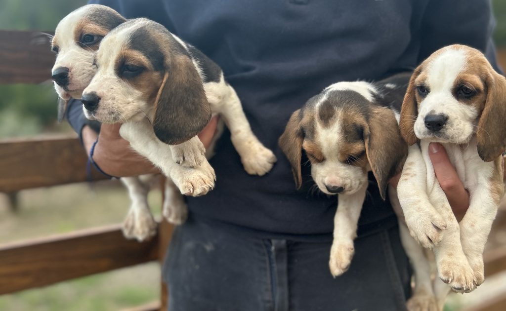 Cuccioli di Beagle