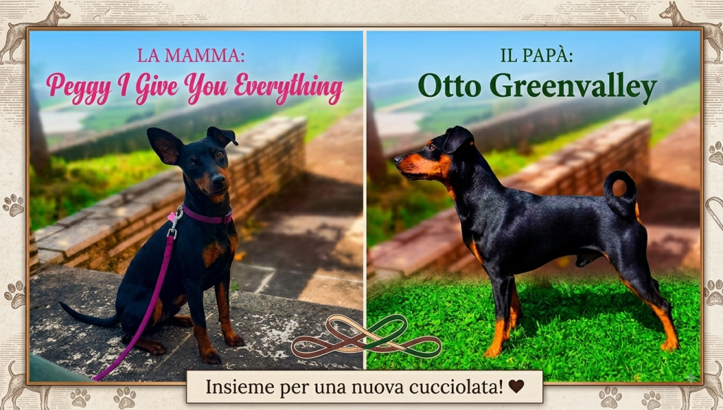 Zwergpinscher nero focato