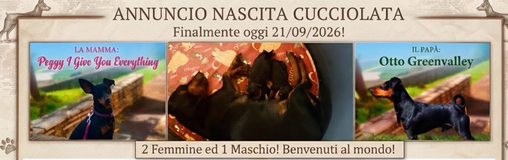 Zwergpinscher nero focato