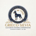 Zwergpinscher nero focato