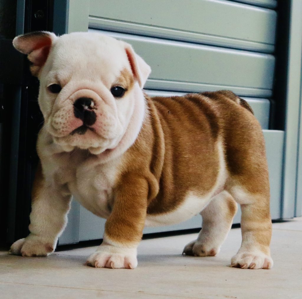 cuccioli Bulldog Inglese con Pedigree