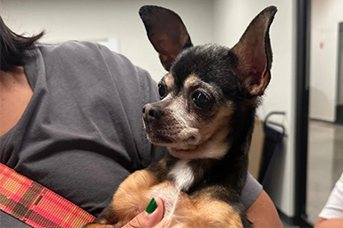Torna a casa dopo 12 anni: la storia commovente del cane Flor