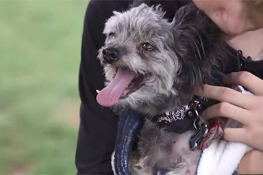 Il cane Owl ritorna a casa dopo 4 anni, era scomparso dal toelettatore