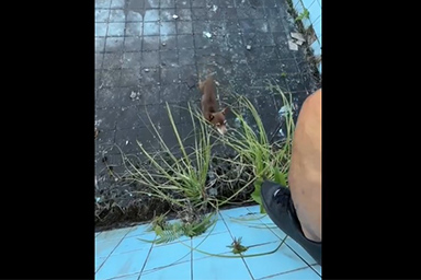 Trova cane all'interno di una piscina abbandonata: uomo lo salva