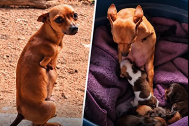 Anche senza zampe anteriori riesce a occuparsi dei suoi cuccioli: l'amore di una mamma Pinscher