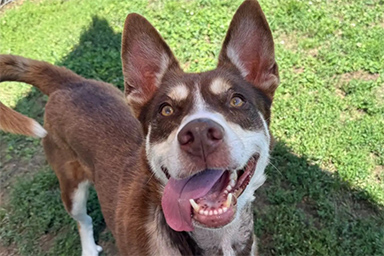 Riesce ad evadere da ogni box: il talento del cane Maya