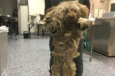 La storia di Sunny, che si portava tre chili di pelo annodato addosso