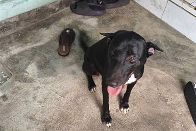Bimbo scompare da casa e viene ritrovato l'indomani: il cane resta con lui tutta la notte
