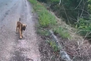 Corre per chilometri dietro a due corridori: cucciolo ferito trova una famiglia