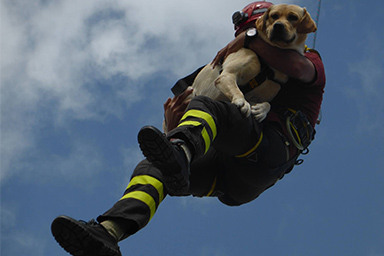 É morto Marley, il cane eroe del Ponte Morandi e del sisma del Centro Italia