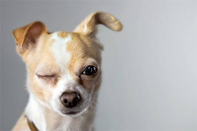 Fido, quando strizza gli occhi è anche segnale di comunicazione