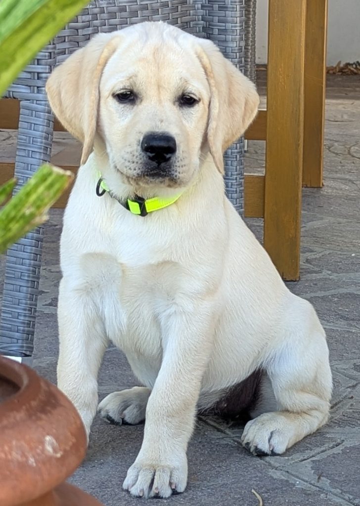 Cuccioli Labrador miele