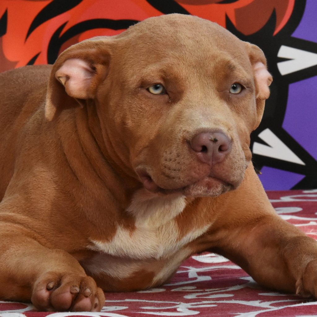 Cucciole di American Bully XL.