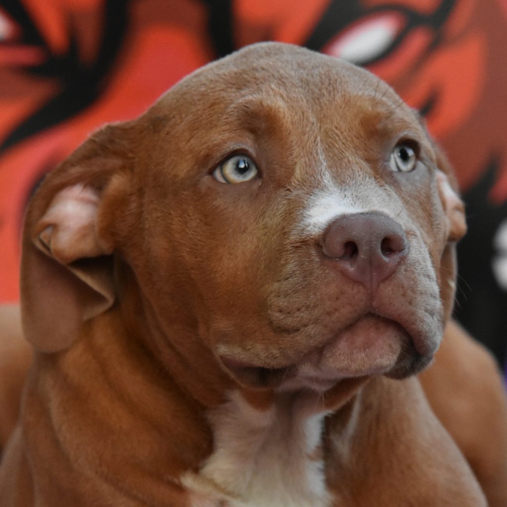 Cucciole di American Bully XL.