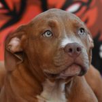 Cucciole di American Bully XL.
