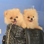 POMERANIA DUE FEMMINUCCE CREMA CON PEDIGREE