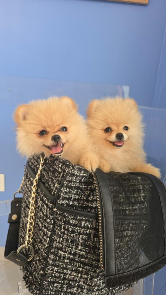 POMERANIA DUE FEMMINUCCE CREMA CON PEDIGREE