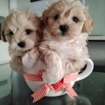 MALTIPOO M
