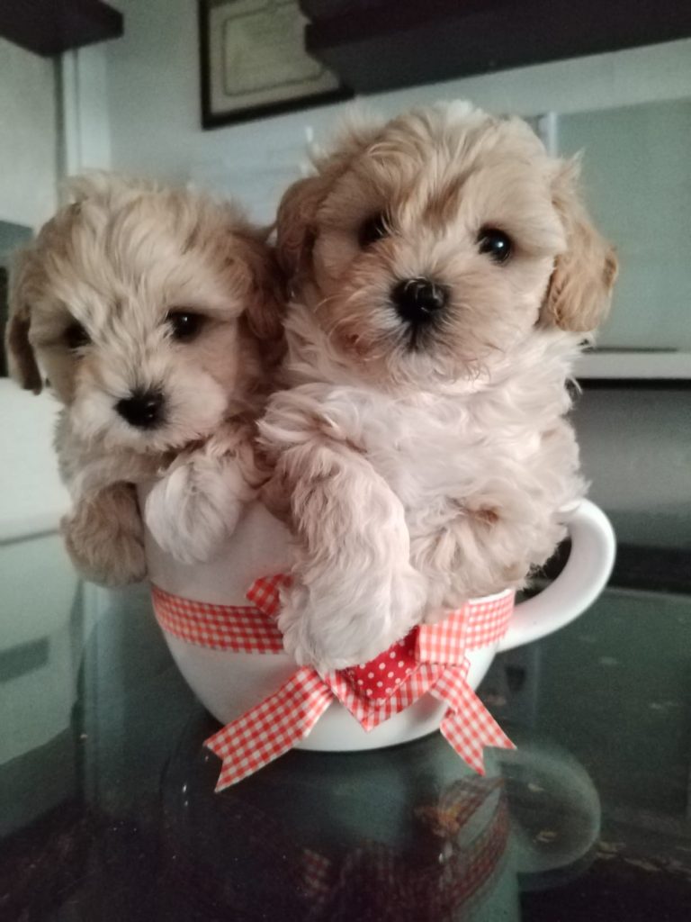 MALTIPOO M