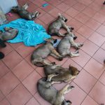 Cane Lupo Cecoslovacco
