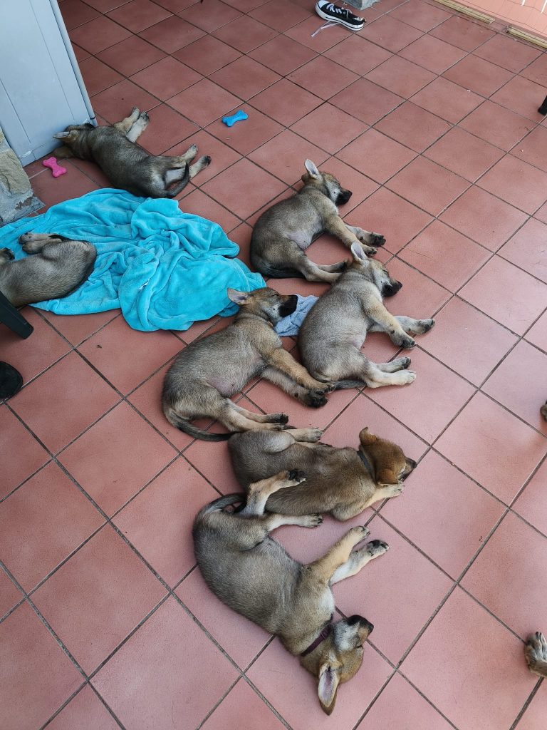 Cane Lupo Cecoslovacco