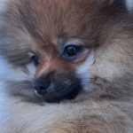 Spitz tedesco nano