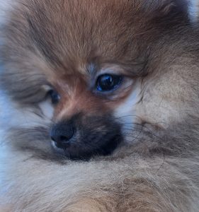 Spitz tedesco nano