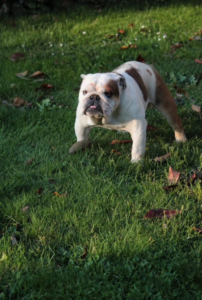 cuccioli Bulldog Inglese con Pedigree