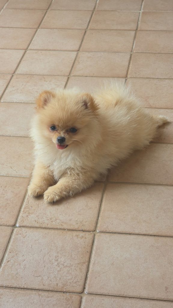 POMERANIA DUE FEMMINUCCE CREMA CON PEDIGREE