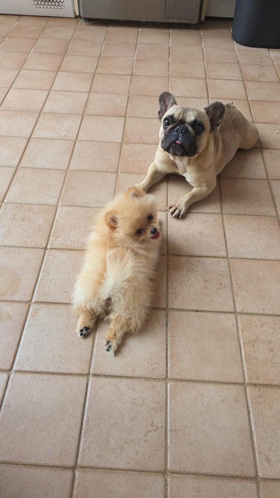 POMERANIA DUE FEMMINUCCE CREMA CON PEDIGREE