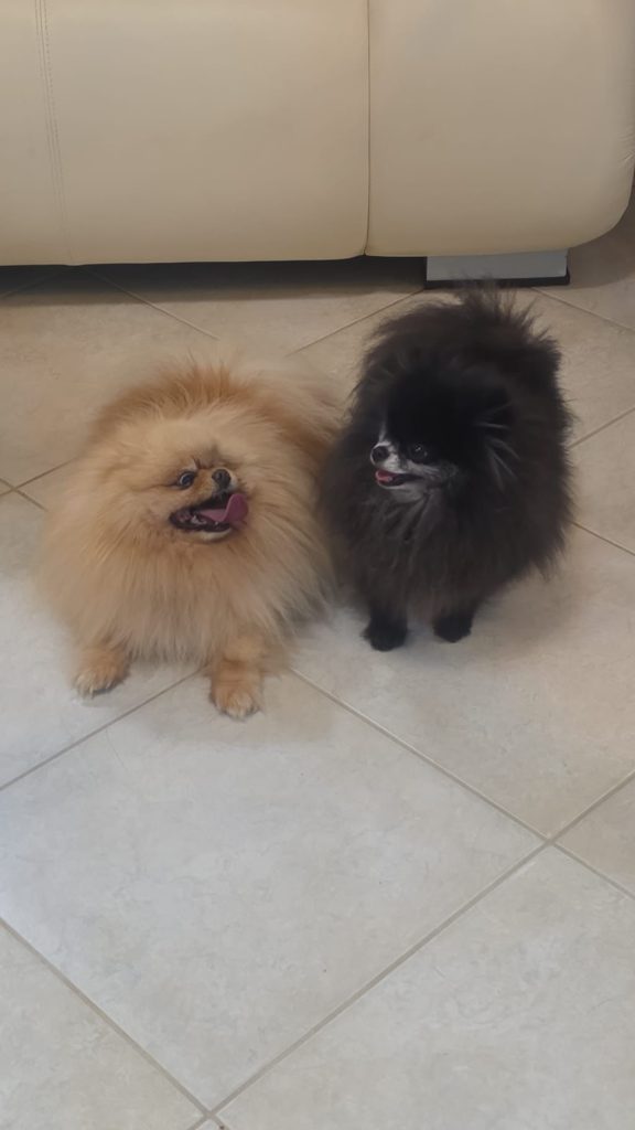 POMERANIA DUE FEMMINUCCE CREMA CON PEDIGREE
