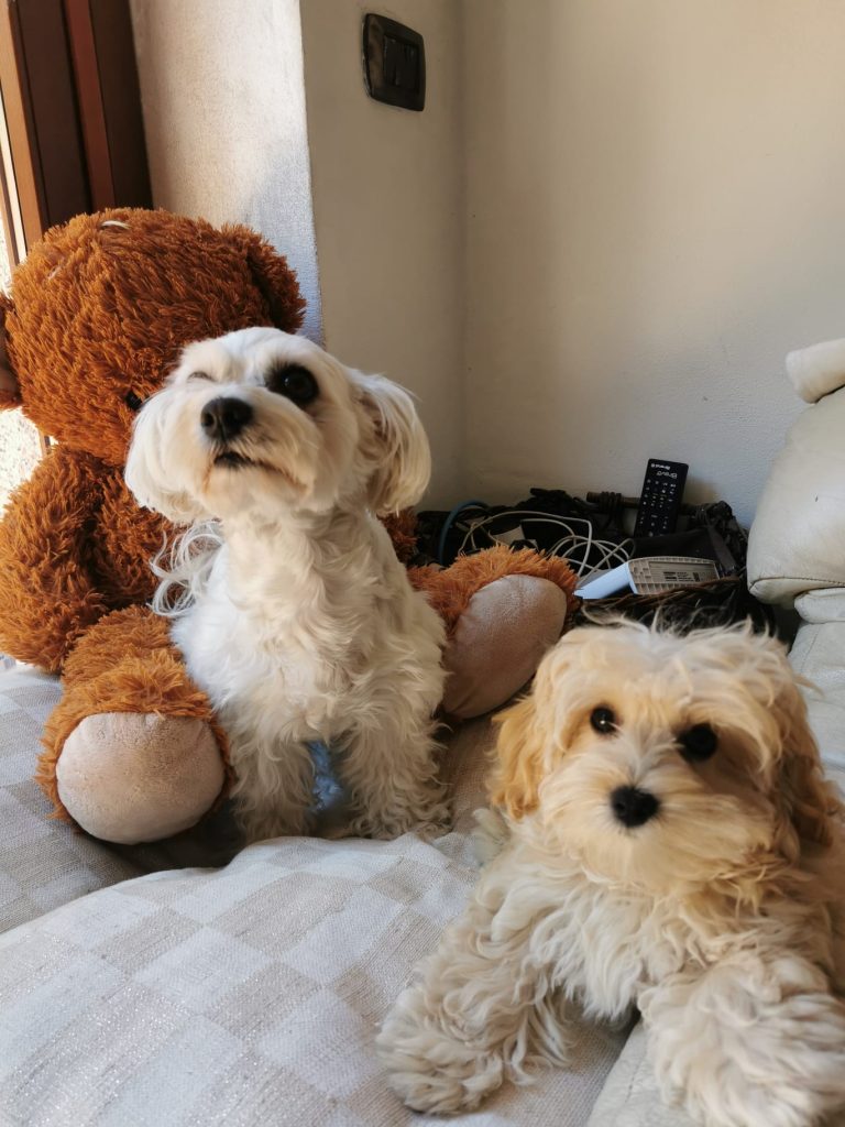 MALTIPOO M