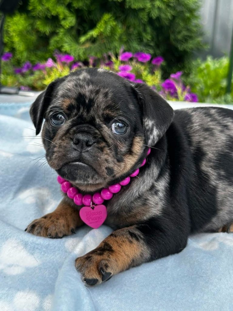 Chocolate Brussel Griffon Petit Brabançon (Smooth Brussel Griffon) cuccioli