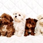 Bolonka Zwetna e Maltese – cuccioli