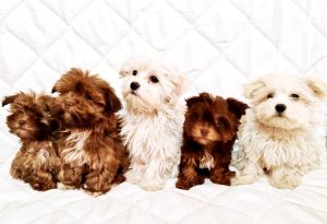 Bolonka Zwetna e Maltese – cuccioli
