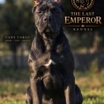 Cane Corso – cucciola femmina