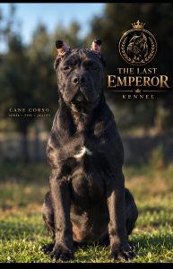 Cane Corso – cucciola femmina