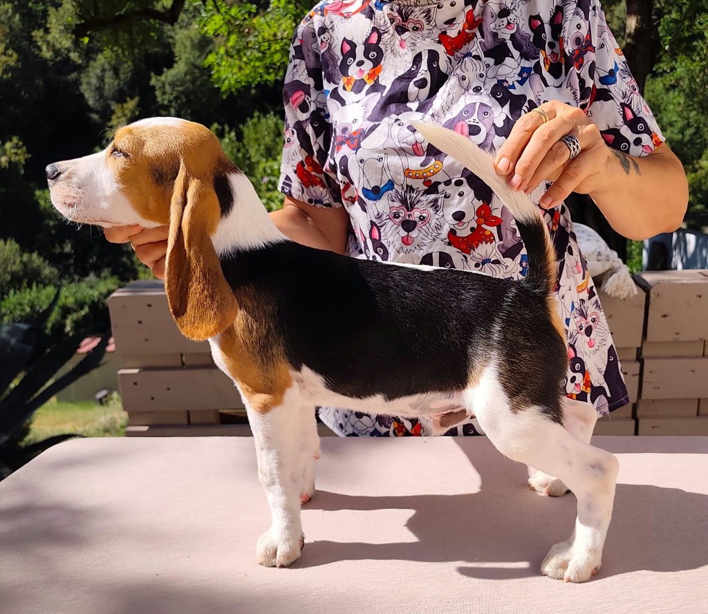 Beagle maschio tricolore