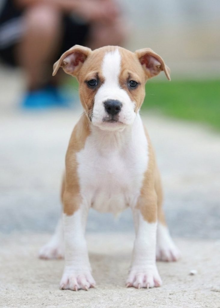 Cuccioli di American Staffordshire Terrier