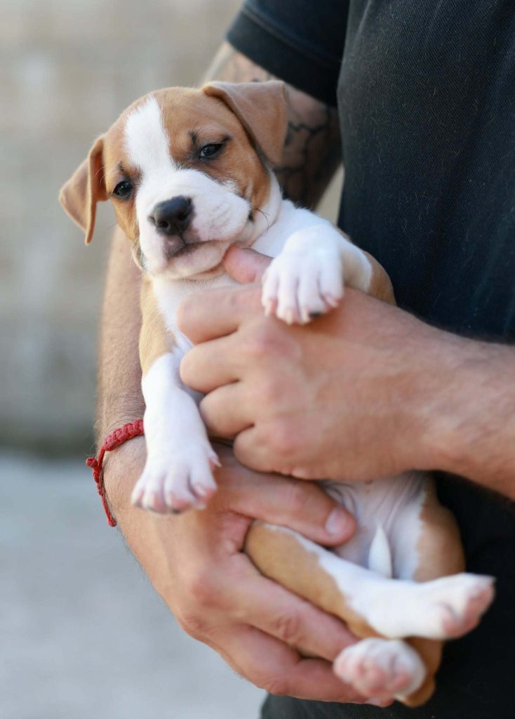 Cuccioli di American Staffordshire Terrier