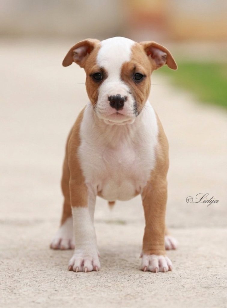 Cuccioli di American Staffordshire Terrier