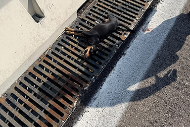 cane in griglia