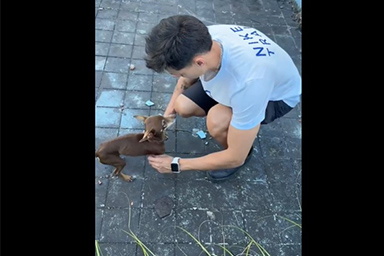 cane in piscina
