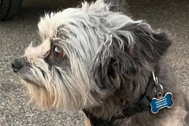 cane ritrovato