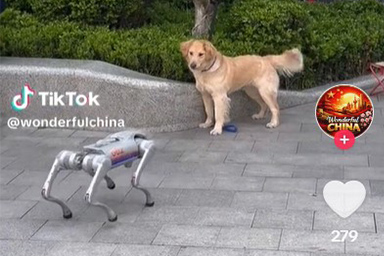 cane robot