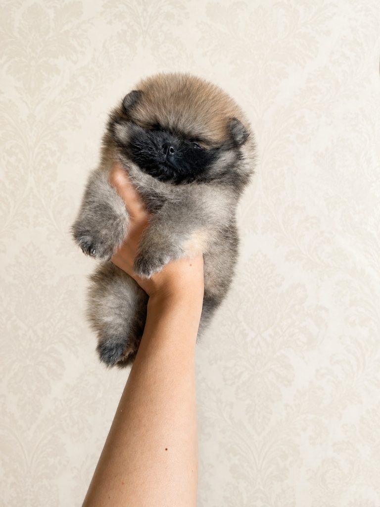 Pomerania tipo ORSETTO con Pedigree ENCI